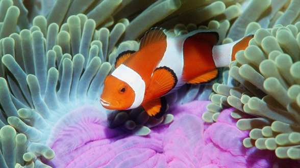 有鱼自远方来， 不&ldquo;宜&rdquo;乐乎