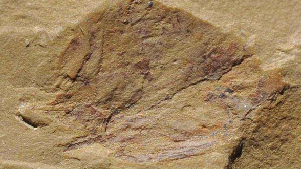 微体化石带你穿越 &ldquo;古气候&rdquo;