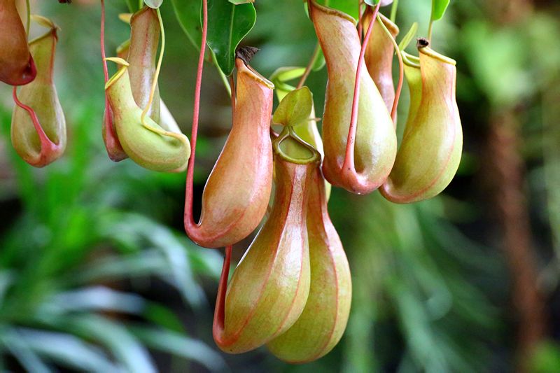 笔尖科学&mdash;&mdash;猪笼草