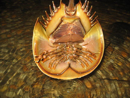 笔尖科学&mdash;&mdash;鲎