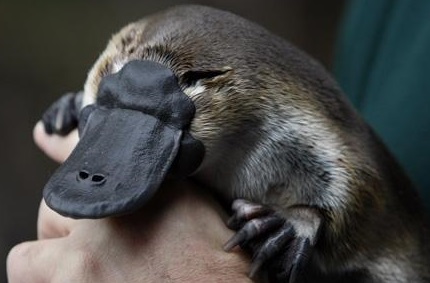 笔尖科学&mdash;&mdash;鸭嘴兽