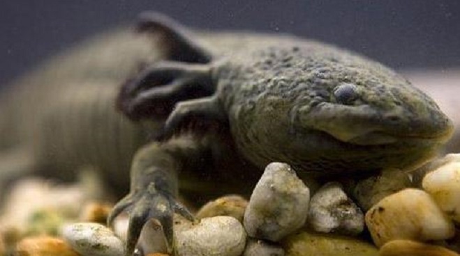 笔尖科学&mdash;&mdash;娃娃鱼