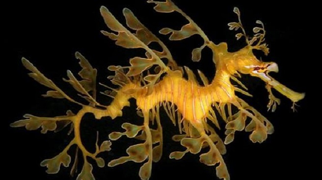 笔尖科学&mdash;&mdash;叶海龙