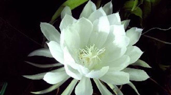 笔尖科学&mdash;&mdash;昙花一现