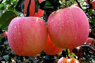 筆尖科學——蘋果都是“打蠟”的？