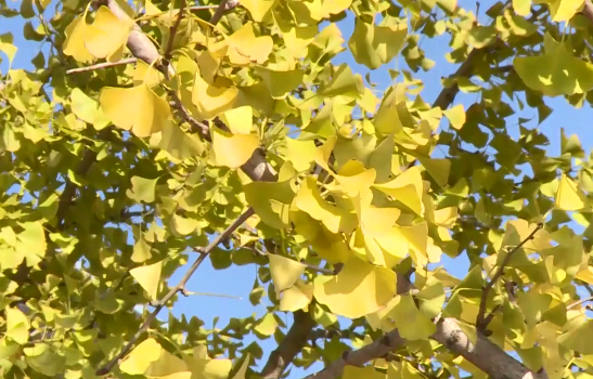 银杏白果提取液对大肠杆菌的影响