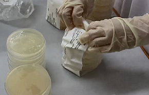 野餐趣事之细菌篇