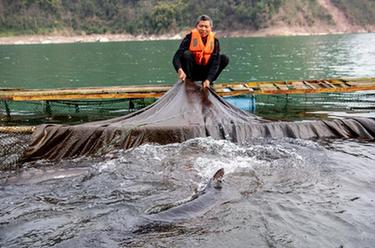 新华全媒+｜&ldquo;鲟&rdquo;梦长江&mdash;&mdash;长江鲟人工繁育研究工作进展顺利