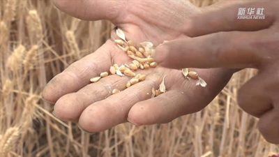 “关中第一镰”开镰收麦啦!未来半个月,关中平原满眼金黄