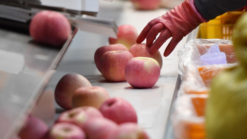 延安苹果产业发展观察:小苹果,让老乡们生活越来越红火