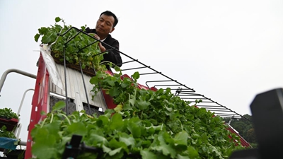 冬闲田里农事忙&mdash;&mdash;来自长江流域部分省份油菜耕种现场的报告