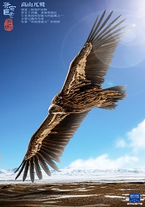 苍穹巨灵&middot;羌塘国家级自然保护区