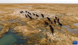 甘肃阿克塞：马群转场