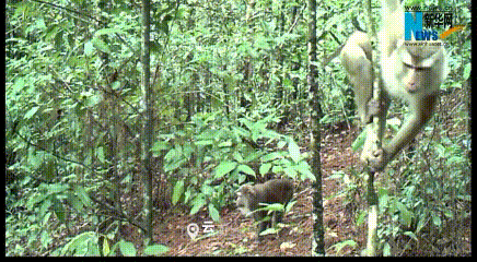 国家一级保护动物北豚尾猴现身云南龙陵