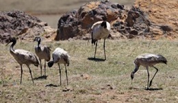 罕见！云南大山包19只黑颈鹤仍停留越冬地