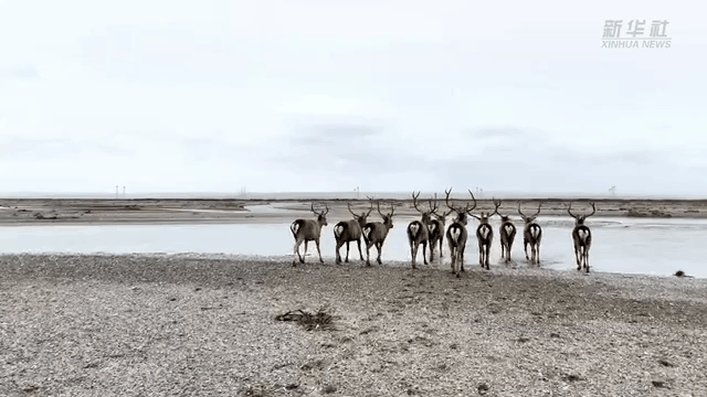 成群马鹿&ldquo;漫步&rdquo;青海布哈河畔