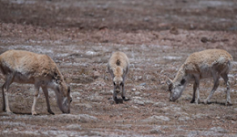 &ldquo;高原精灵&rdquo;藏羚羊年度迁徙产仔季开启