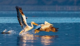 候鸟迁飞舞动命运与共&mdash;&mdash;中国生态文明实践观察