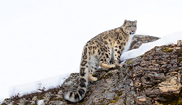 科技赋能 智慧自然保护地白皮书发布