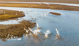 江西鄱阳湖：湿地天鹅舞翩翩