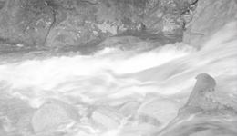 国家二级保护动物欧亚水獭现身武夷山