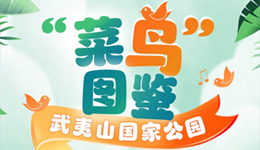 武夷山国家公园&ldquo;菜鸟&rdquo;图鉴