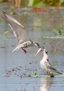 &ldquo;荒湖蝶变&rdquo;守护一江清水北上 | 山水里的中国