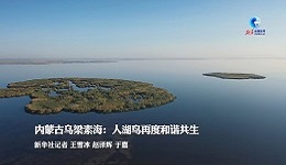 内蒙古乌梁素海：人湖鸟再度和谐共生