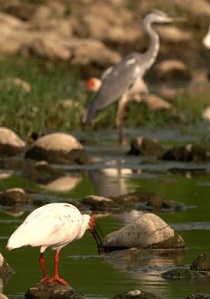 朱鹮&ldquo;重生&rdquo;见证中国生态变迁