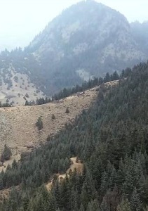 世界地球日丨江源之上 守护麦秀林场