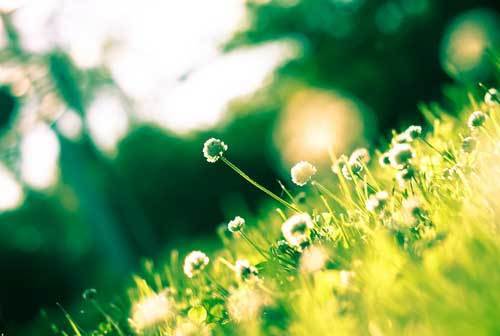 为什么植物不能被晒伤？