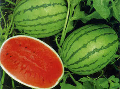 西瓜深加工技术四则