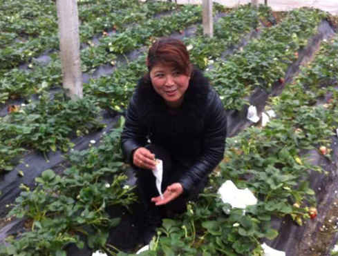 小草莓做大文章