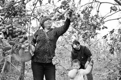 柿子大丰收 网销让果农科技致富