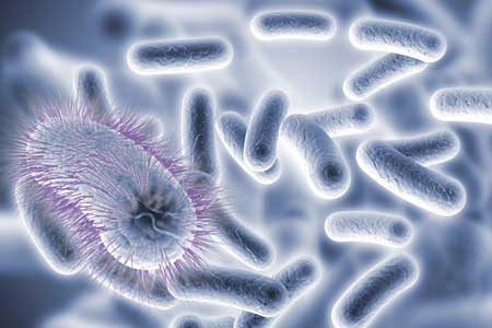 微生物清除污染物毒性细节揭开