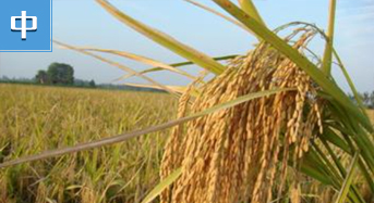 杂交水稻：中国的第五大发明