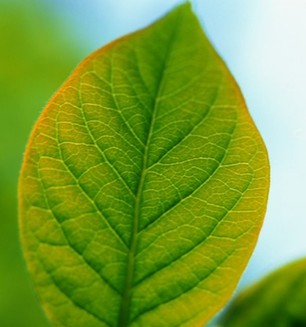 探索叶片中的色素