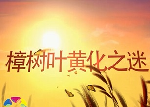 樟树叶黄化之谜