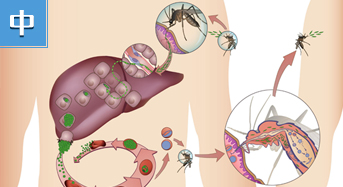 屠呦呦与青蒿素 &mdash;&mdash;从古籍中走出来的抗疟明星