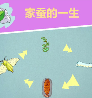 家蚕的一生