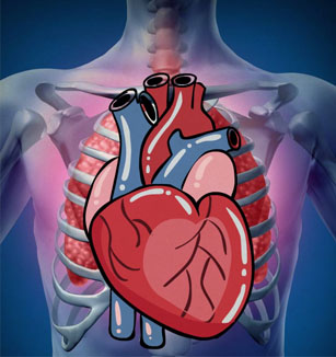 心脏的结构与功能