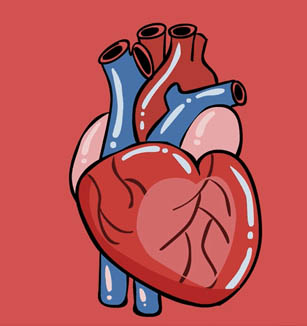 血液循环的物质运输