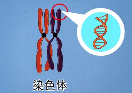 基因在染色体上