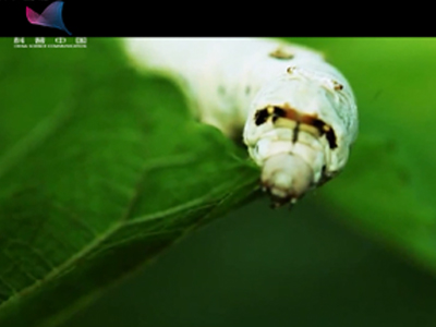 蚕丝纺织品的出现