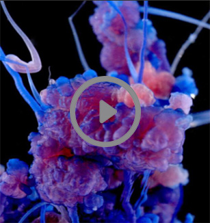 美丽的化学反应