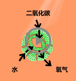 植物生活为什么需要水