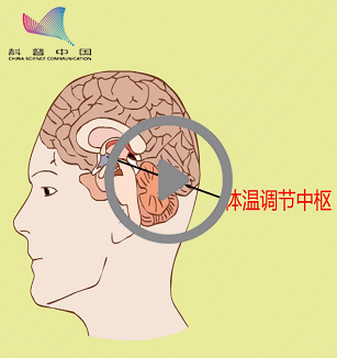 人的体温是如何调节的？