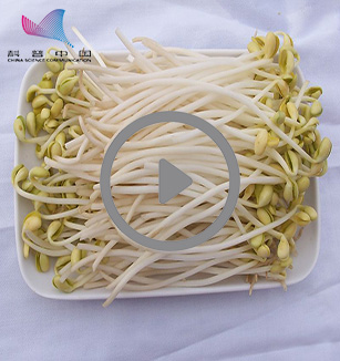 舌尖上的毒豆芽