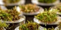 苔藓提供氧气 地球智慧生命兴起