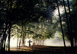 西双版纳热带植物园